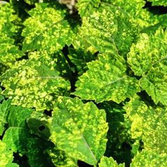 patchouli oil - Image 1