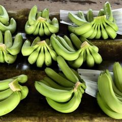 Fresh Bananas  - Image 2