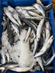 Flying Fish Surimi - Image 2