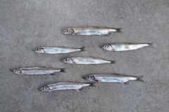 Capelin - Mallotus Villosus - Image 1