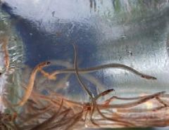 Live Baby Glass Eels - Image 3
