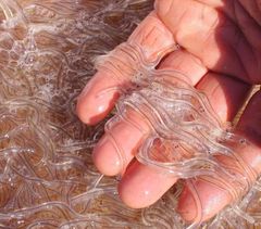 Live Baby Glass Eels - Image 2