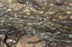 Live Baby Glass Eels - Image 1