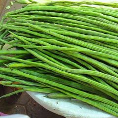 Premium Fresh Drumstick (Moringa) from India | Export Quality - Image 3