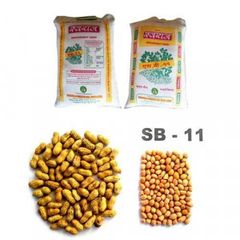 Groundnut Seeds - Image 8