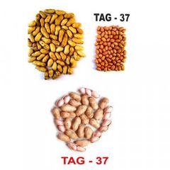 Groundnut Seeds - Image 4