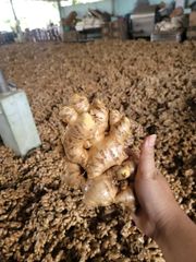Agritec Fresh Ginger: Premium Quality, Farm-Fresh – product photo 1, product detail gallery