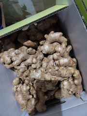 Agritec Fresh Ginger: Premium Quality, Farm-Fresh – product photo 3, product detail gallery
