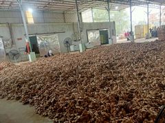 Agritec Fresh Ginger: Premium Quality, Farm-Fresh – product photo 6, product detail gallery