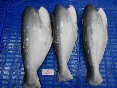 pangasius, frozen fillet, frozen fish  - Image 3