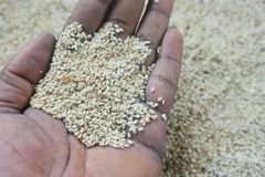 Sesame Seeds (Sesamum indicum) – product photo 2, product detail gallery