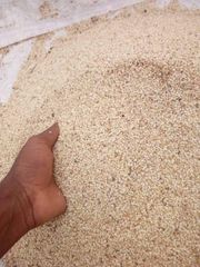 Sesame Seeds (Sesamum indicum) – product photo 5, product detail gallery
