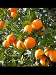 Hybrid mandarin (orange) Grade A Packaging Boxes Place of Origin - Image 1
