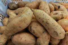 Sweet potato – product photo 1, product detail gallery