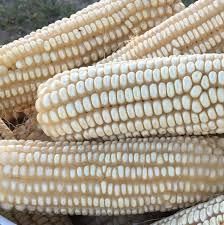 White Corn - Image 1