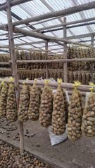 betel nut – product photo 4, product detail gallery