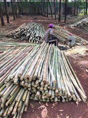 Nulgar bamboo - Trees are grown and harvested in Vietnam – product photo 4, product detail gallery