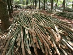 Nulgar bamboo - Trees are grown and harvested in Vietnam – product photo 2, product detail gallery