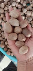 Nutmeg - Image 2