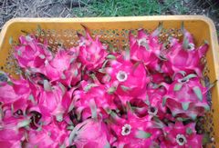 Dragon fruit Maturity Level 85% Fins Integrity 80% Grade B Fins Integrity 70% Weight Range 300 - 500 Grams Grade B Weight Range 175 - 300 - Image 2