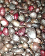 Ausko Palm Kernel Large scale production ORGANICALLY PROCESSED  - Image 2