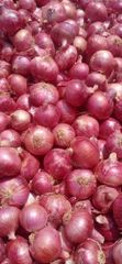 Fresh Red Onion 18 kg,25 kg,50 kg from India – product photo 2, product detail gallery