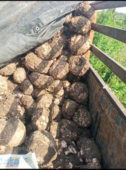 Elephant Foot Yam / Suran Shelf Life 30 to 40 days Texture Unique Flavor And Texture Freshness Ensured With Every Bite Place of Origin Andhrapradesh, India - Image 2