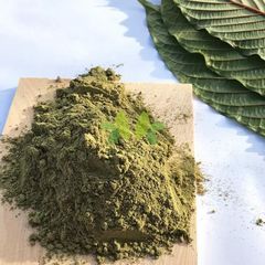 Mitragyna speciosa  - Image 4