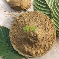 Mitragyna speciosa  - Image 2