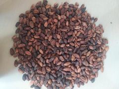Indian Cocoa Beans – product photo 1, product detail gallery