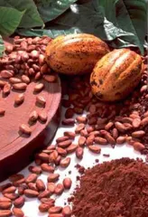 Raw Cocoa Bean , Cocoa nibs, Cocoa Powder, Cacao mass  Grade AA Max. Moisture (%) 10 Cultivation Type - Image 1