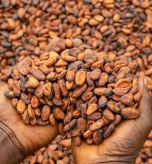 Raw Cocoa Bean , Cocoa nibs, Cocoa Powder, Cacao mass  Grade AA Max. Moisture (%) 10 Cultivation Type - Image 2