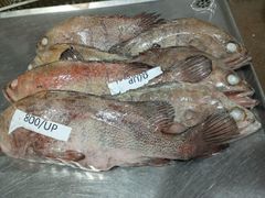 GROUPER Form Frozen Packing 20kg Packaging 20 Kg Price Usd 1.75/kg, Usd 2.30/kg Size 400/1000 - 1000/up, 400/up - Image 1