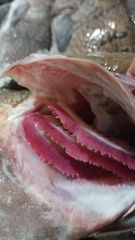 GROUPER Form Frozen Packing 20kg Packaging 20 Kg Price Usd 1.75/kg, Usd 2.30/kg Size 400/1000 - 1000/up, 400/up - Image 3