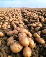 Potatoes  Place of Origin Pakistan Packaging Any packing buyers - Image 3