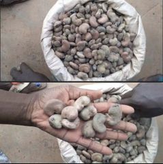 Raw cashew nuts (RCN) – product photo 1, product detail gallery