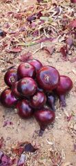 Red onions  – product photo 1, product detail gallery