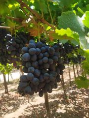 Fresh Grapes  – product photo 2, product detail gallery