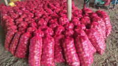 INDIAN RED ONION – product photo 4, product detail gallery