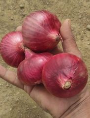 INDIAN RED ONION – product photo 2, product detail gallery