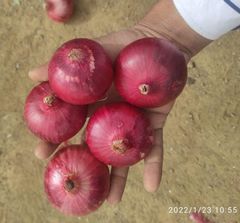 INDIAN RED ONION – product photo 1, product detail gallery