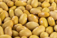 Yellow Beans – product photo 2, product detail gallery