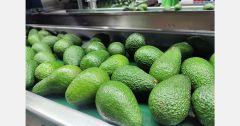 Premium Kenyan Hass Avocado | Grade 1 Export Quality | 4kg Reefer Cartons - Image 2