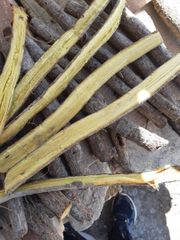 licorice root Packaging box Type dried root Weight (kg) 25 kg - Image 7