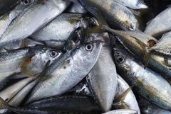 Southern Jack Mackerel - BORSEA S.A