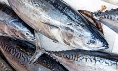 Frozen Tuna - Image 3