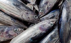 Frozen Tuna - BORSEA S.A
