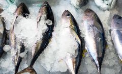 Frozen Tuna - Image 2