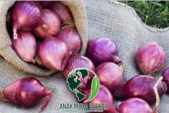 Premium Red Onions from Indonesia – Fresh, Flavorful & Ready to Ship – product photo 3, product detail gallery