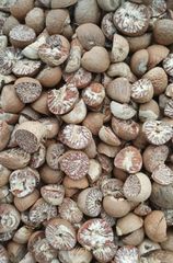 Betel Nuts – product photo 3, product detail gallery